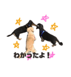 犬のチョコたち（個別スタンプ：7）