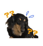 犬のチョコたち（個別スタンプ：8）