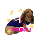 犬のチョコたち（個別スタンプ：10）