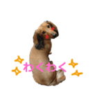 犬のチョコたち（個別スタンプ：11）