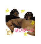 犬のチョコたち（個別スタンプ：12）