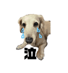 犬のチョコたち（個別スタンプ：14）