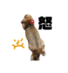 犬のチョコたち（個別スタンプ：15）