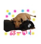 犬のチョコたち（個別スタンプ：16）