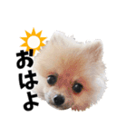 ポメラニアンのモグリシャスだよ（個別スタンプ：1）
