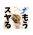 ポメラニアンのモグリシャスだよ（個別スタンプ：3）
