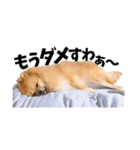 ポメラニアンのモグリシャスだよ（個別スタンプ：6）