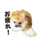 ポメラニアンのモグリシャスだよ（個別スタンプ：7）
