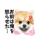 ポメラニアンのモグリシャスだよ（個別スタンプ：8）