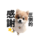ポメラニアンのモグリシャスだよ（個別スタンプ：9）