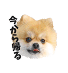 ポメラニアンのモグリシャスだよ（個別スタンプ：13）