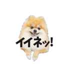 ポメラニアンのモグリシャスだよ（個別スタンプ：15）