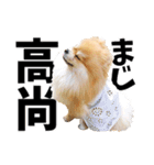 ポメラニアンのモグリシャスだよ（個別スタンプ：16）