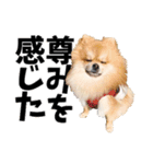 ポメラニアンのモグリシャスだよ（個別スタンプ：17）