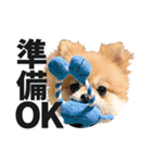 ポメラニアンのモグリシャスだよ（個別スタンプ：20）