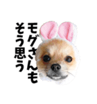 ポメラニアンのモグリシャスだよ（個別スタンプ：22）