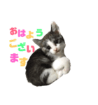 高橋家の猫様。（個別スタンプ：1）