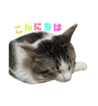 高橋家の猫様。（個別スタンプ：2）