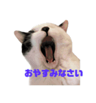 高橋家の猫様。（個別スタンプ：4）