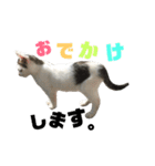 高橋家の猫様。（個別スタンプ：5）