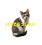 高橋家の猫様。（個別スタンプ：6）