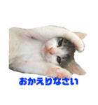 高橋家の猫様。（個別スタンプ：7）