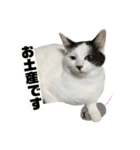 高橋家の猫様。（個別スタンプ：8）