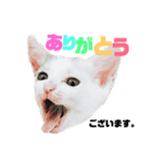 高橋家の猫様。（個別スタンプ：9）