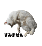 高橋家の猫様。（個別スタンプ：11）