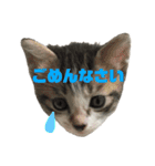 高橋家の猫様。（個別スタンプ：12）