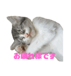 高橋家の猫様。（個別スタンプ：13）