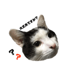 高橋家の猫様。（個別スタンプ：15）