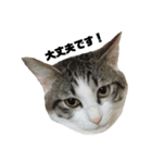 高橋家の猫様。（個別スタンプ：16）