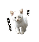 高橋家の猫様。（個別スタンプ：18）