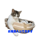 高橋家の猫様。（個別スタンプ：19）