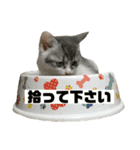 高橋家の猫様。（個別スタンプ：21）