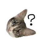 高橋家の猫様。（個別スタンプ：23）