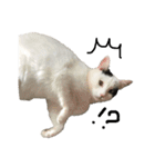 高橋家の猫様。（個別スタンプ：24）