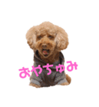 我が家のアイドルむぅたん❤️（個別スタンプ：1）