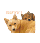 犬 犬 犬（個別スタンプ：1）