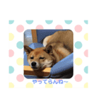 犬 犬 犬（個別スタンプ：2）