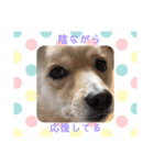 犬 犬 犬（個別スタンプ：3）