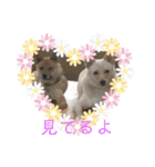 犬 犬 犬（個別スタンプ：4）