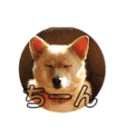 犬 犬 犬（個別スタンプ：5）