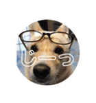 犬 犬 犬（個別スタンプ：6）