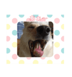 犬 犬 犬（個別スタンプ：7）
