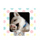 犬 犬 犬（個別スタンプ：8）