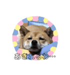 犬 犬 犬（個別スタンプ：10）