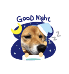 犬 犬 犬（個別スタンプ：11）