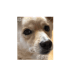 犬 犬 犬（個別スタンプ：12）